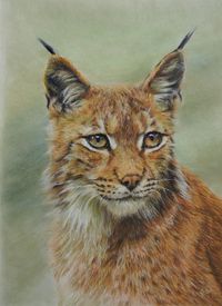 &quot;Lynx&quot; 30x21cm,pastel pencils on Uart 600.My own reference.