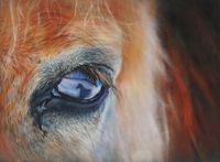 &quot;The eye of the Fjord Horse&quot;.Ingolstadt. 30x40cm, own reference